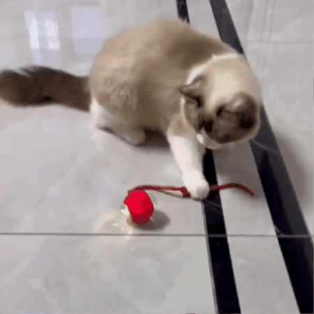 Active Rolling Ball with Tail for Cats